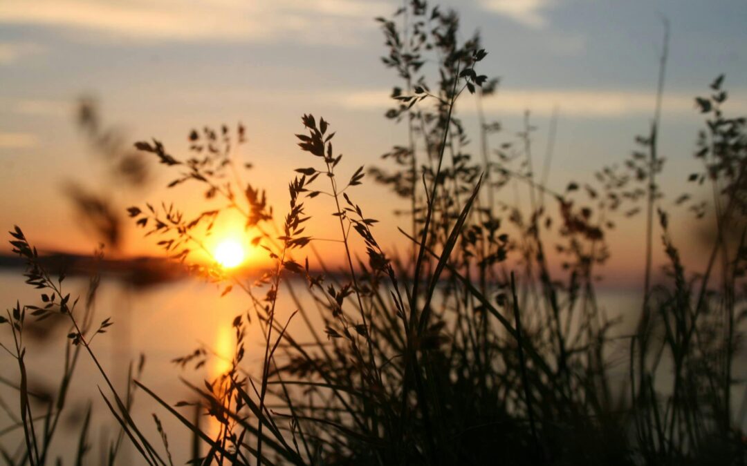 The Value of Nature