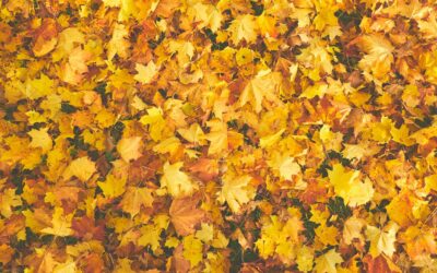 SamaraCare’s Fall 2024 Newsletter